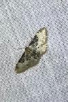 Idaea filicata