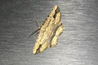 Menophra abruptaria