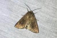 Mythimna albipuncta