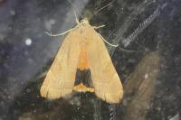 Noctua fimbriata