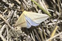 Rhodometra sacraria