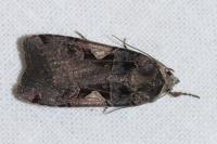 Xestia c-nigrum