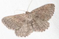 Rhoptria asperaria