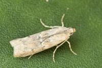 Ancylosis oblitella