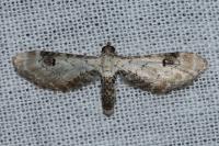 Eupithecia centaureata