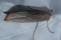 Compsoptera opacaria