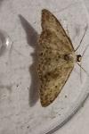 Idaea seriata