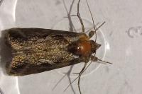 Macdunnoughia confusa