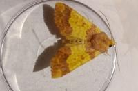 Tiliacea aurago