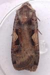 Xestia c-nigrum
