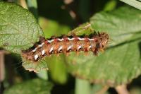 Acronicta rumicis