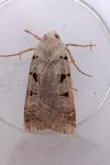 Eugnorisma glareosa