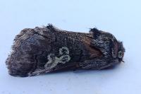 Diloba caeruleocephala