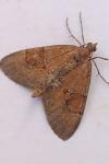 Thera obeliscata