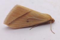 Rhodometra sacraria