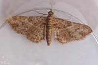 Gymnoscelis rufifasciata