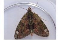 Chloroclysta siterata