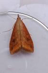 Udea ferrugalis