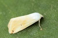 Eublemma ostrina