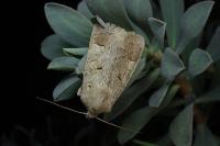 Ammoconia caecimacula