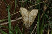 Aporophyla australis
