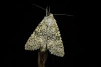 Polymixis flavicincta flavicincta