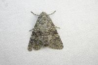 Polymixis flavicincta flavicincta
