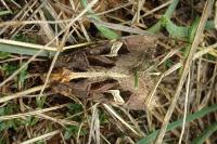 Trigonophora flammea