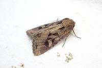 Trigonophora jodea