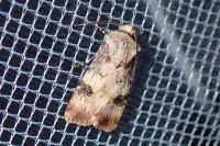 Agrotis puta