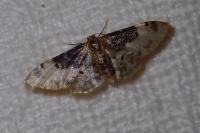 Idaea filicata