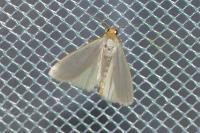 Eilema caniola