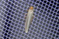 Eilema caniola