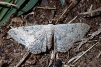 Scopula marginepunctata