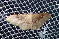 Idaea degeneraria