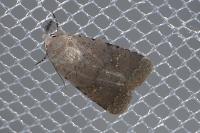 Caradrina flavirena