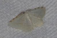Stegania trimaculata