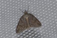 Pachycnemia hippocastanaria hippocastanaria