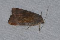 Noctua janthe/janthina
