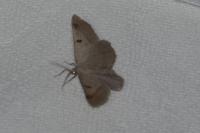 Itame vincularia