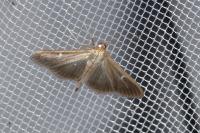 Cydalima perspectalis
