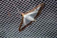 Cydalima perspectalis
