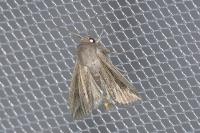 Mythimna riparia