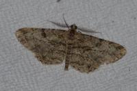 Peribatodes rhomboidaria rhomboidaria