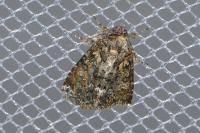 Callopistria latreillei