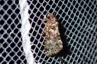 Callopistria latreillei