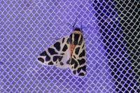 Cymbalophora pudica