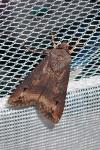 Agrotis ipsilon