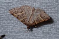 Perigune narbonea