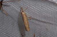 Pediasia contaminella